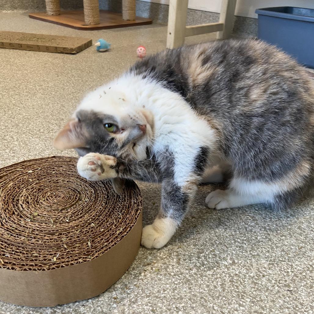 Enlarge Moon, a Adoptable Domestic Short Hair in Washington Township, OH image 2/6