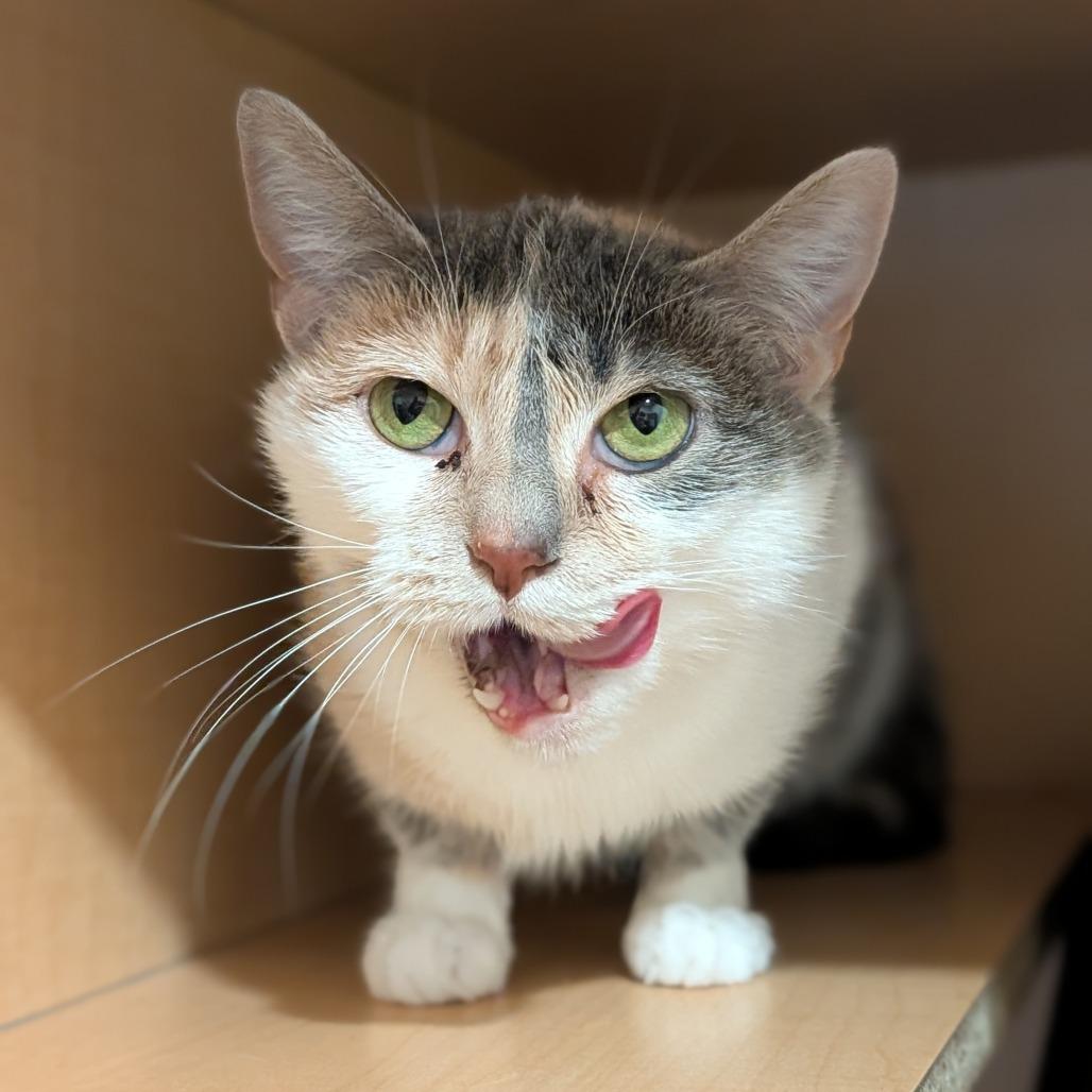 Enlarge Moon, a Adoptable Domestic Short Hair in Washington Township, OH image 3/6