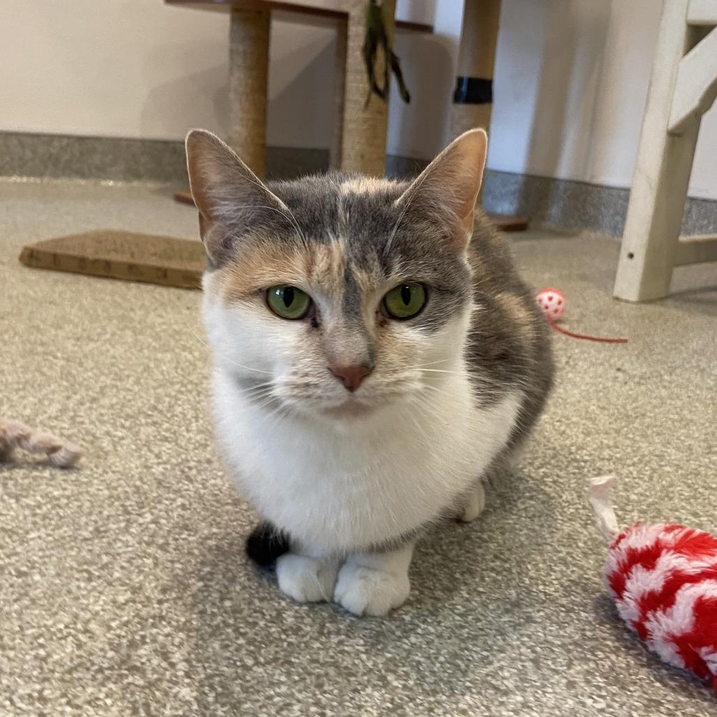 Enlarge Moon, a Adoptable Domestic Short Hair in Washington Township, OH image 4/6