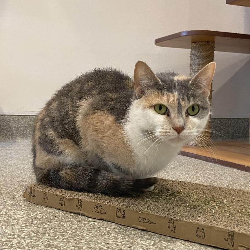 Enlarge Moon, a Adoptable Domestic Short Hair in Washington Township, OH image 5/6