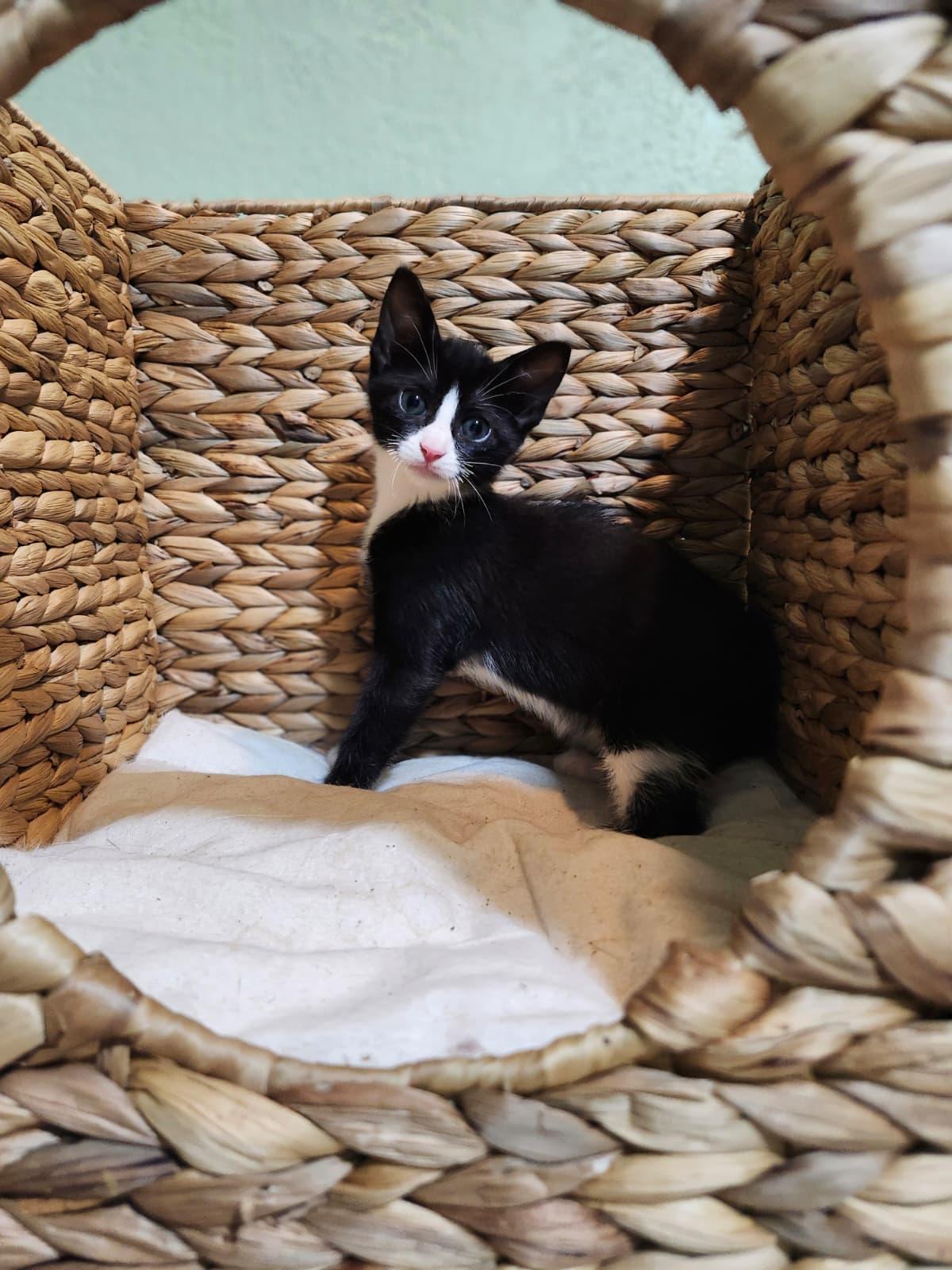 Rhythm, a Adoptable Tuxedo in Jacksonville , FL image 2/4