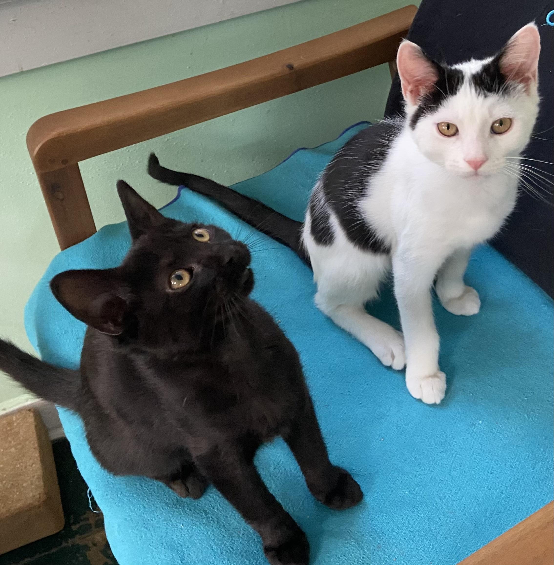 Ace & Dottie, Adoptable, Kitten Male Domestic Short Hair.