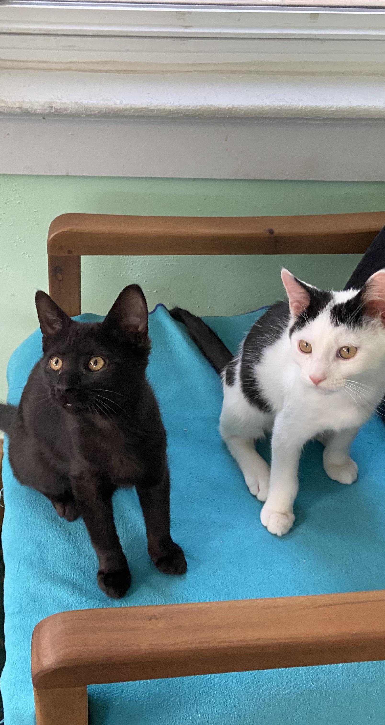 Enlarge Ace & Dottie, an adopted Domestic Short Hair in Ardsley, NY image 2/2