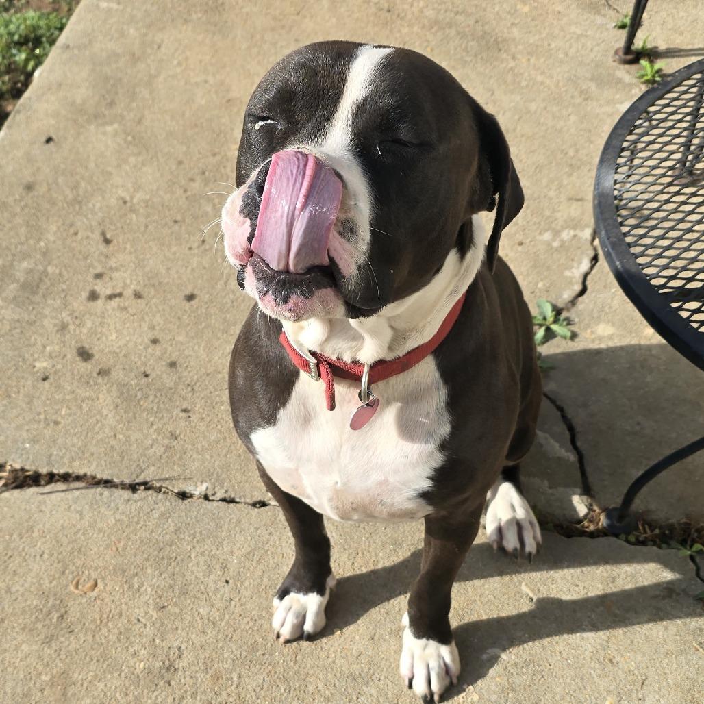 Enlarge Big Boy, a Adoptable Mixed Breed in Columbus, GA image 1/3
