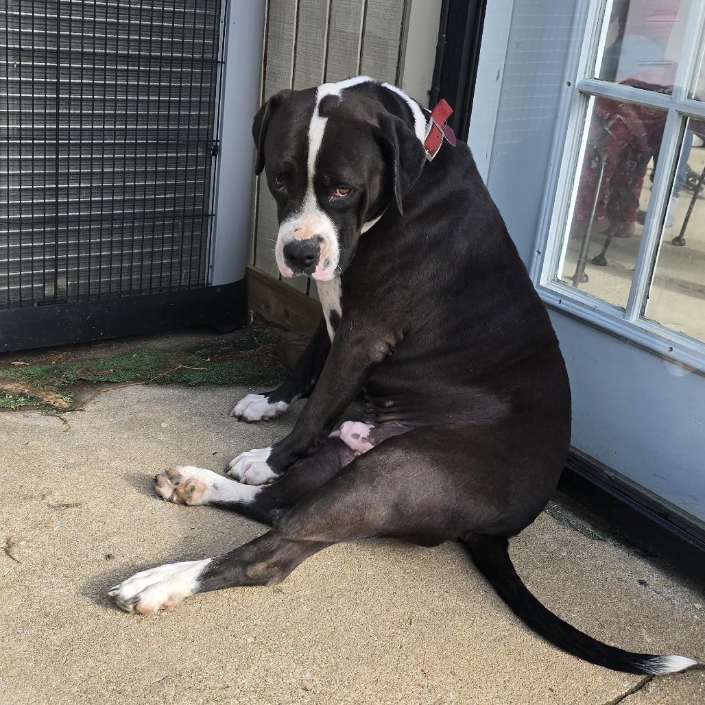 Enlarge Big Boy, a Adoptable Mixed Breed in Columbus, GA image 2/3