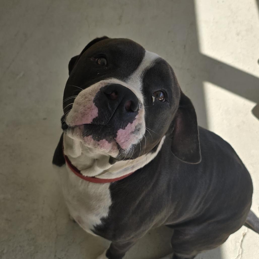 Enlarge Big Boy, a Adoptable Mixed Breed in Columbus, GA image 3/3