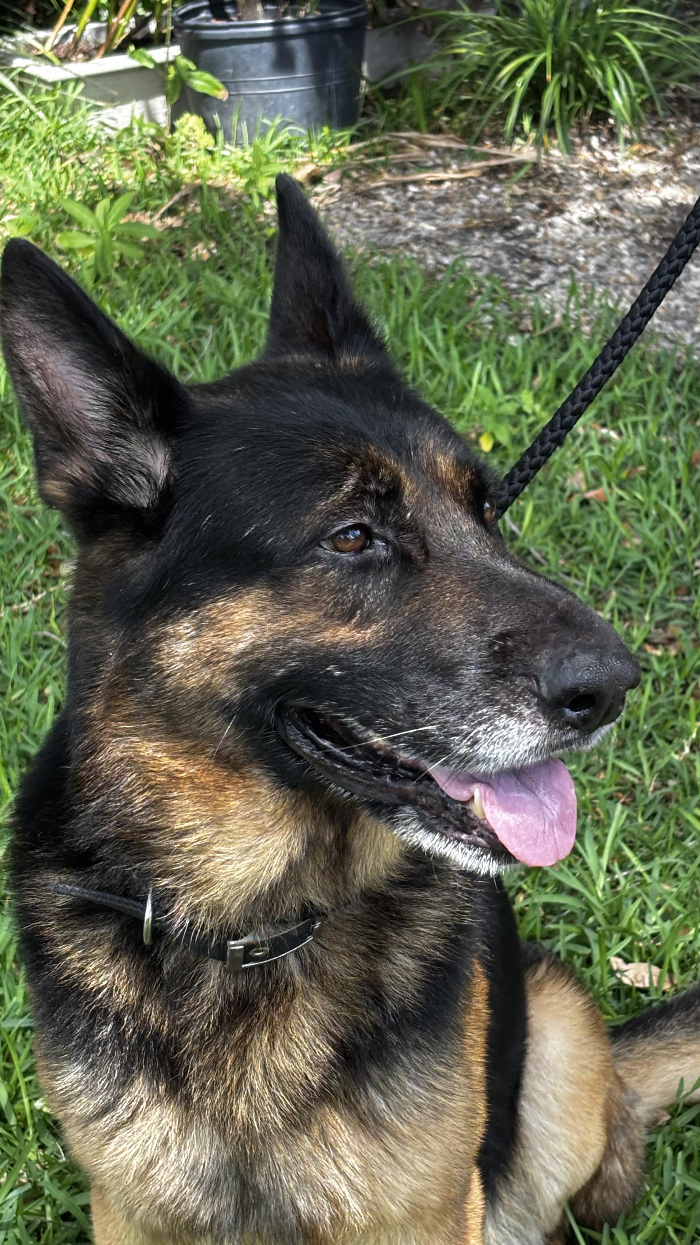 Boone, a ADOPTABLE German Shepherd Dog in Clermont, FL image 4/4
