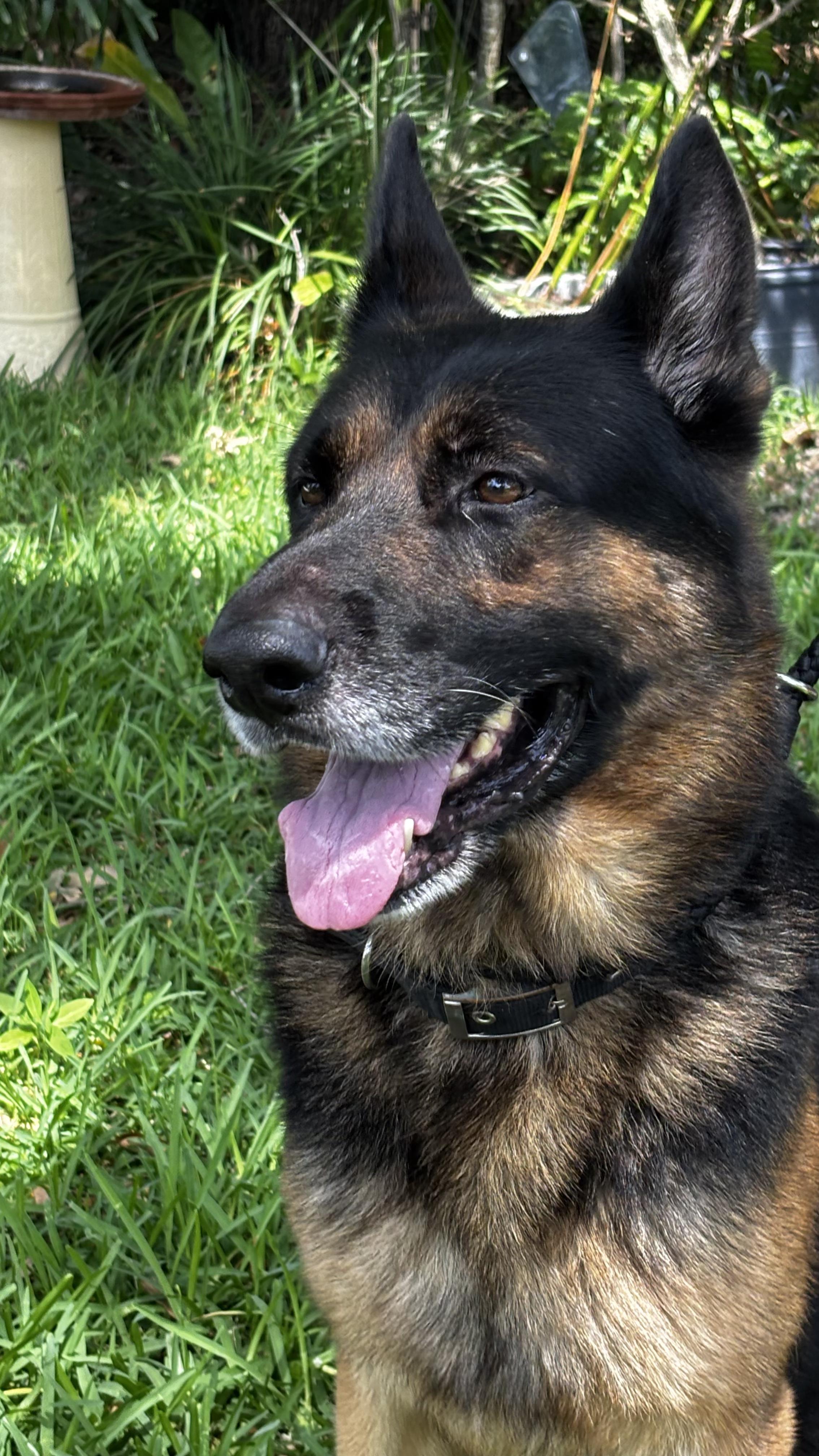 Boone, a ADOPTABLE German Shepherd Dog in Clermont, FL image 2/4