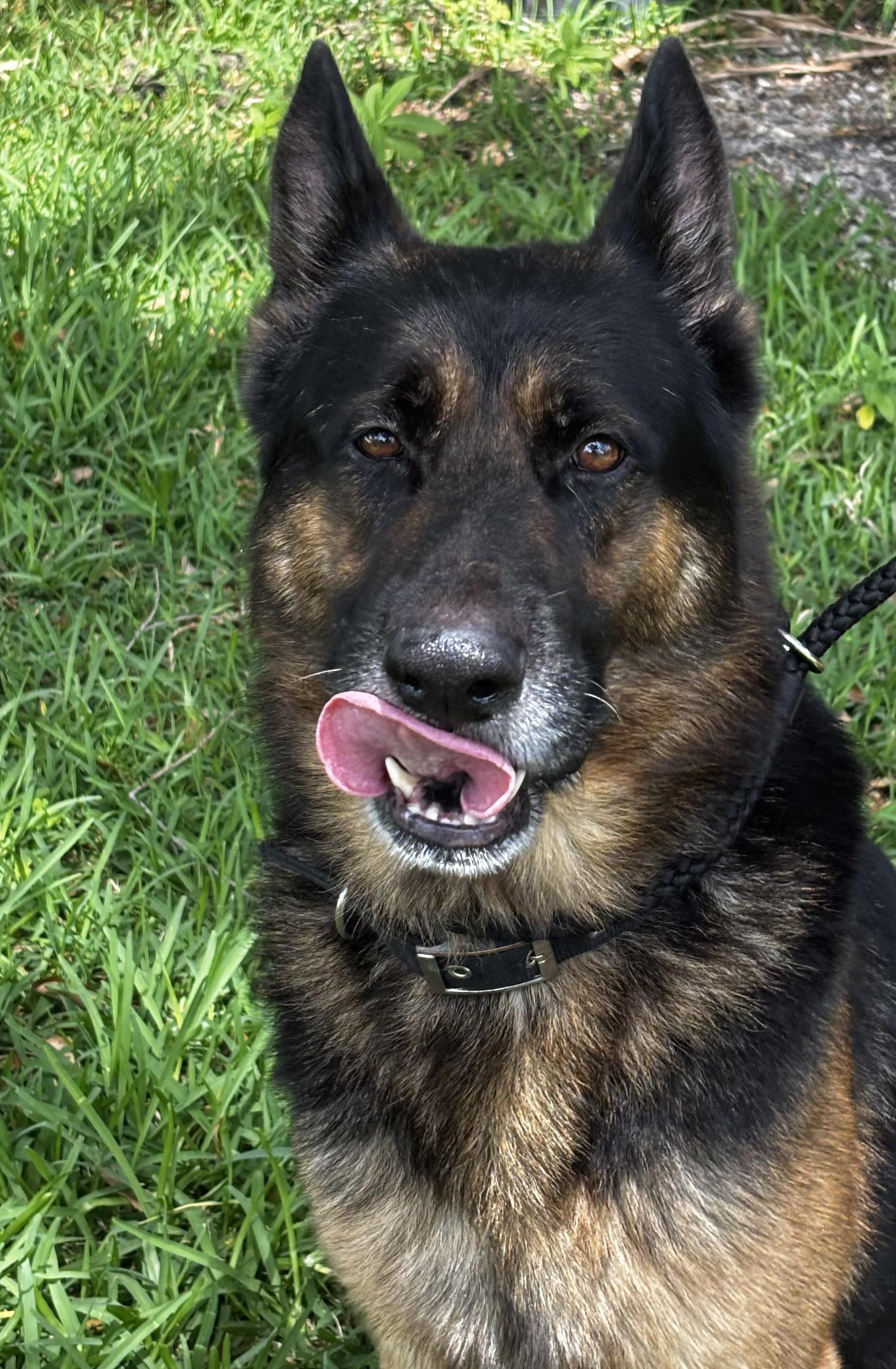 Boone, a ADOPTABLE German Shepherd Dog in Clermont, FL image 3/4