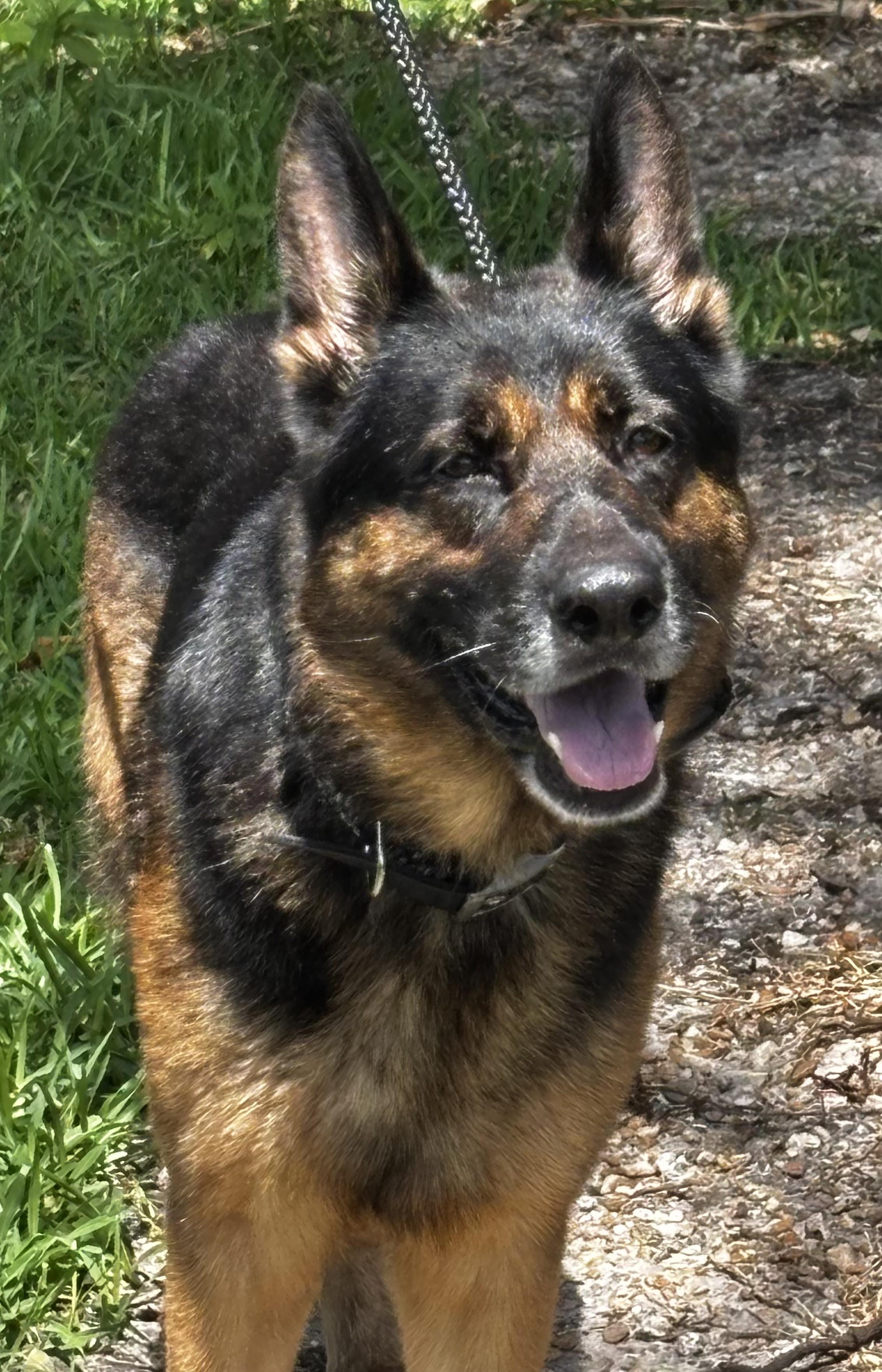 Boone, a ADOPTABLE German Shepherd Dog in Clermont, FL image 1/4