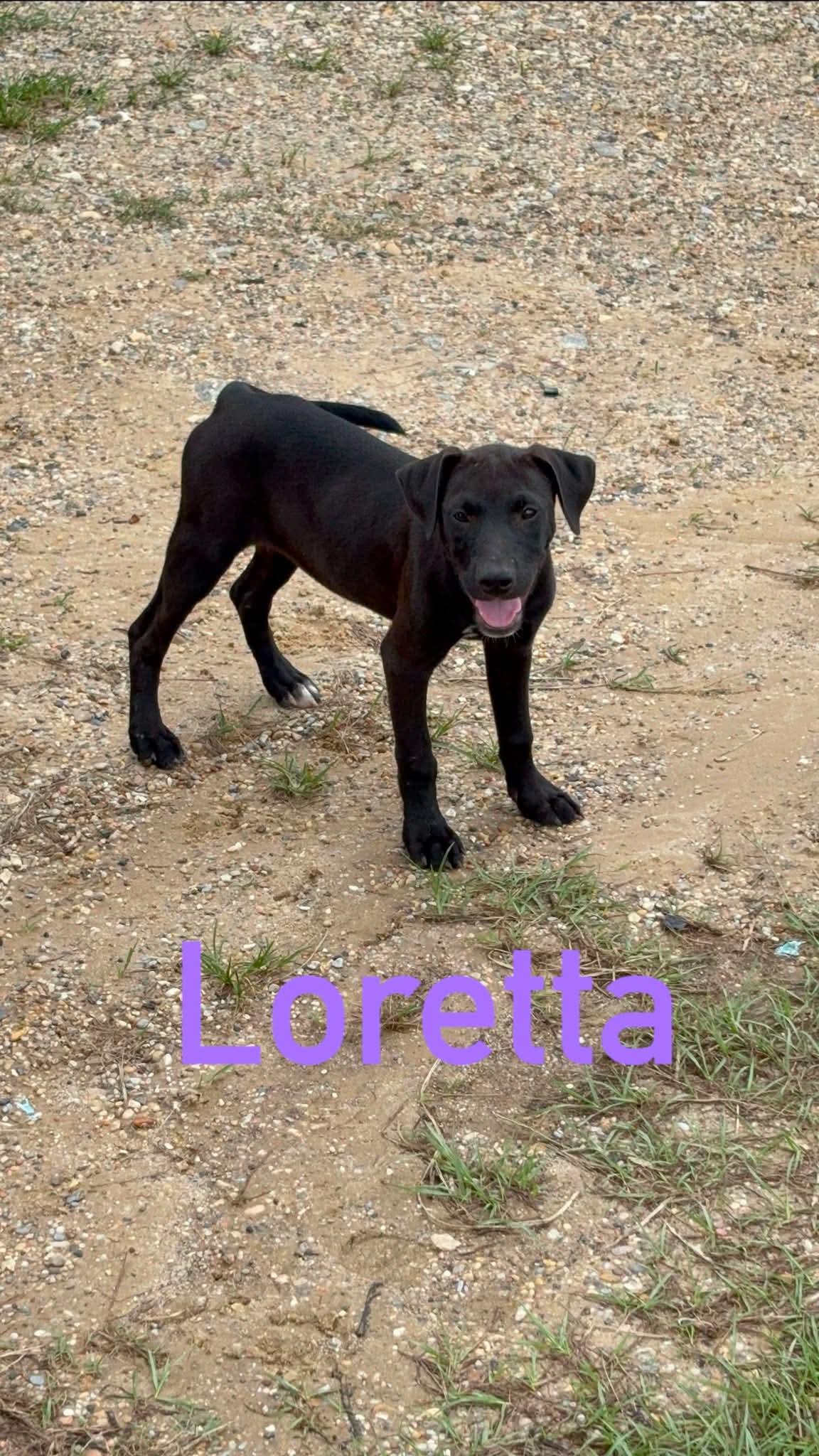 Loretta, ADOPTABLE, Young Female Black Labrador Retriever & Pit Bull Terrier.
