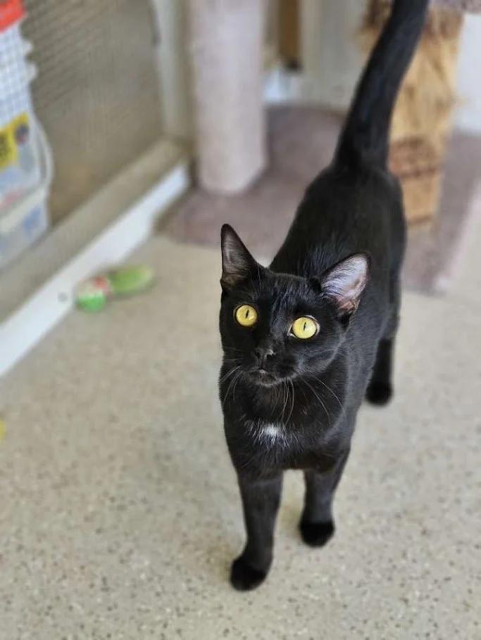 Chappell, Adoptable, Adult Female Domestic Short Hair.