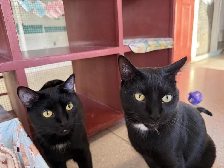 Chappell & Harvey, Adoptable, Adult Female Domestic Short Hair.