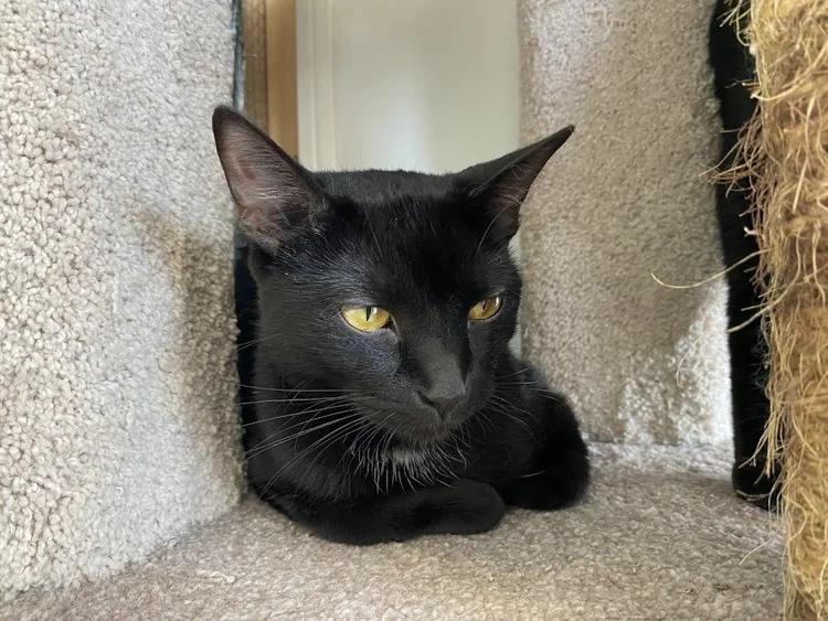 Chappell, a Adoptable Domestic Short Hair in Winona, MN image 4/5