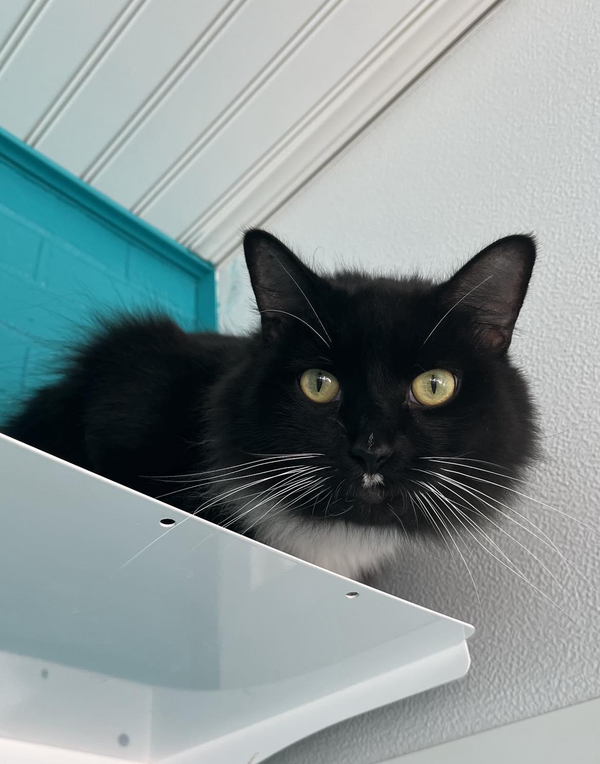 Bianca, Senior Female unknown