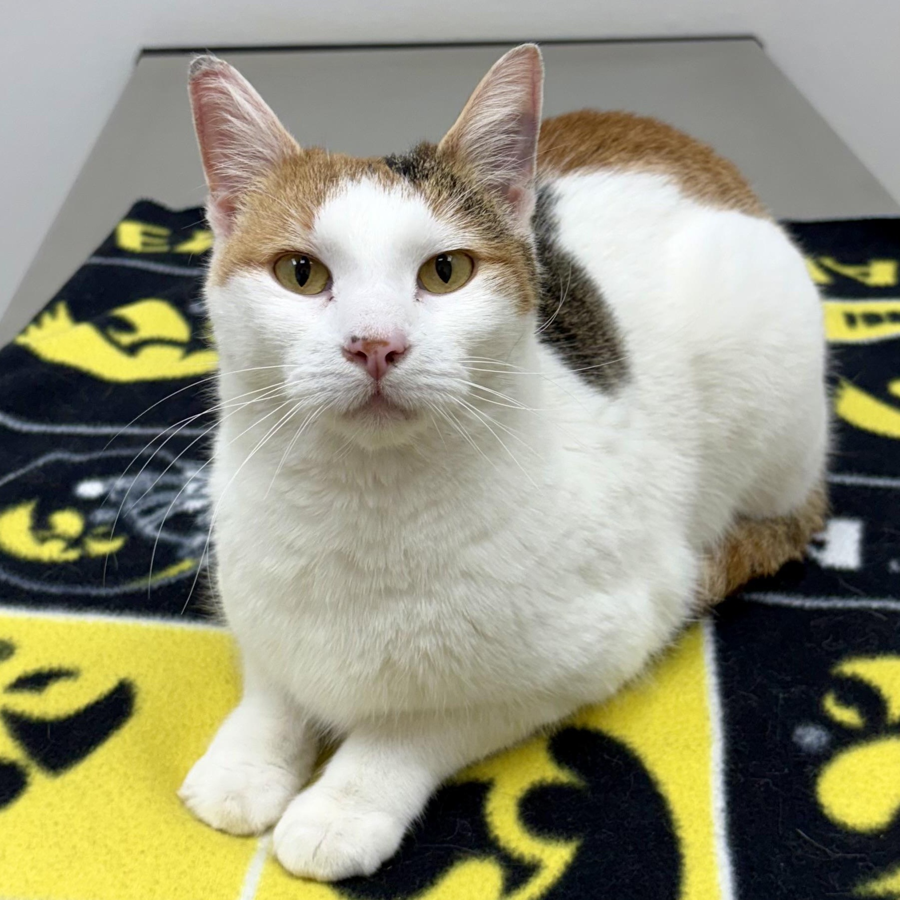 Enlarge Bunny , an adopted mixed breed in Charles City, IA image 2/5