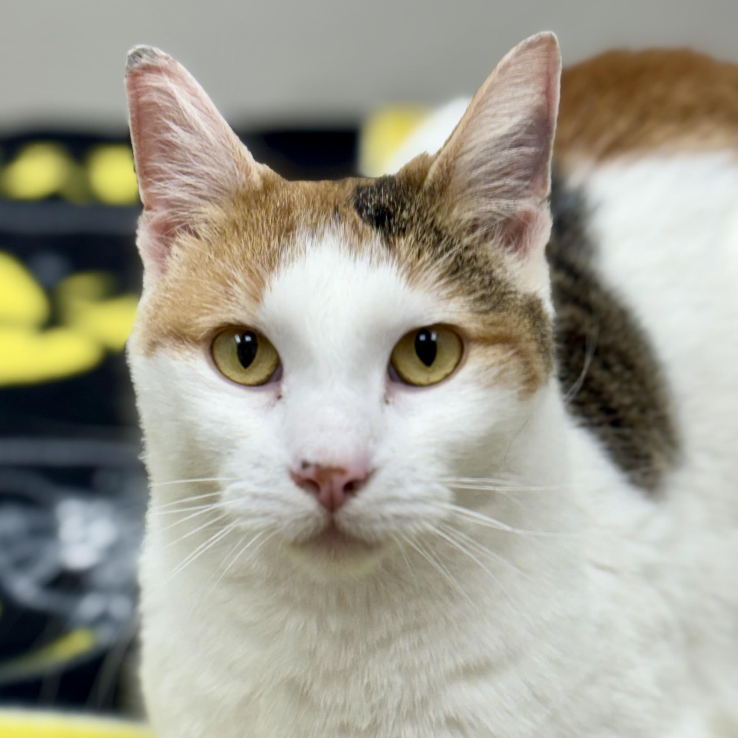 Bunny , ADOPTABLE, Adult Female Calico & Domestic Medium Hair.