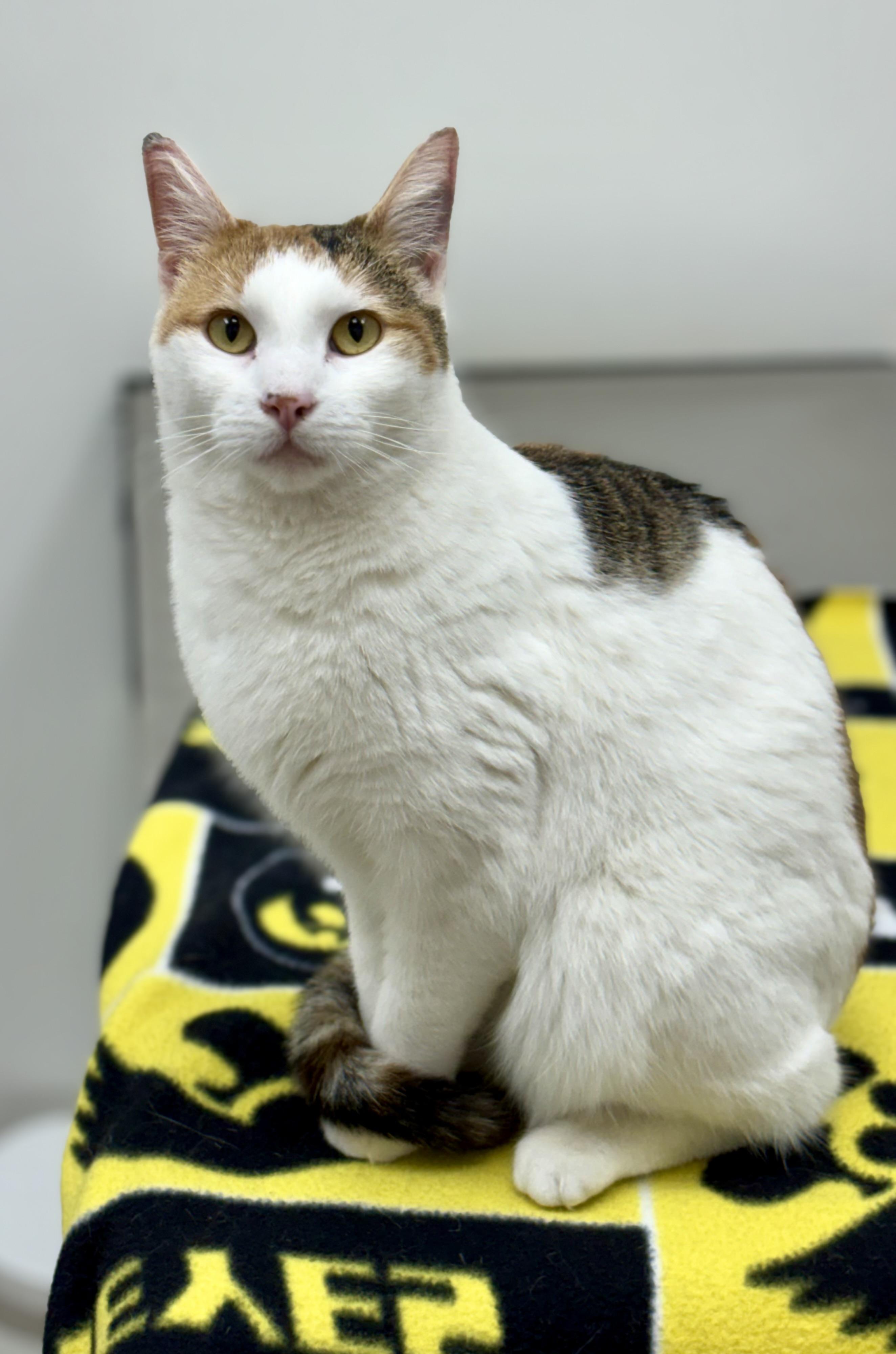 Enlarge Bunny , an adopted mixed breed in Charles City, IA image 3/5