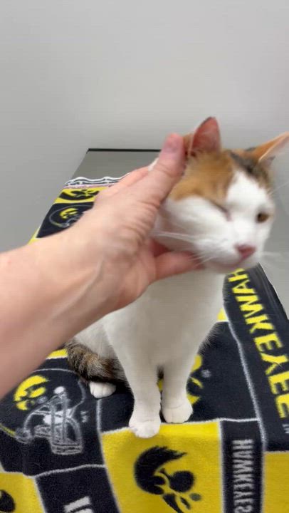 Enlarge Bunny , an adopted mixed breed in Charles City, IA video 4/5