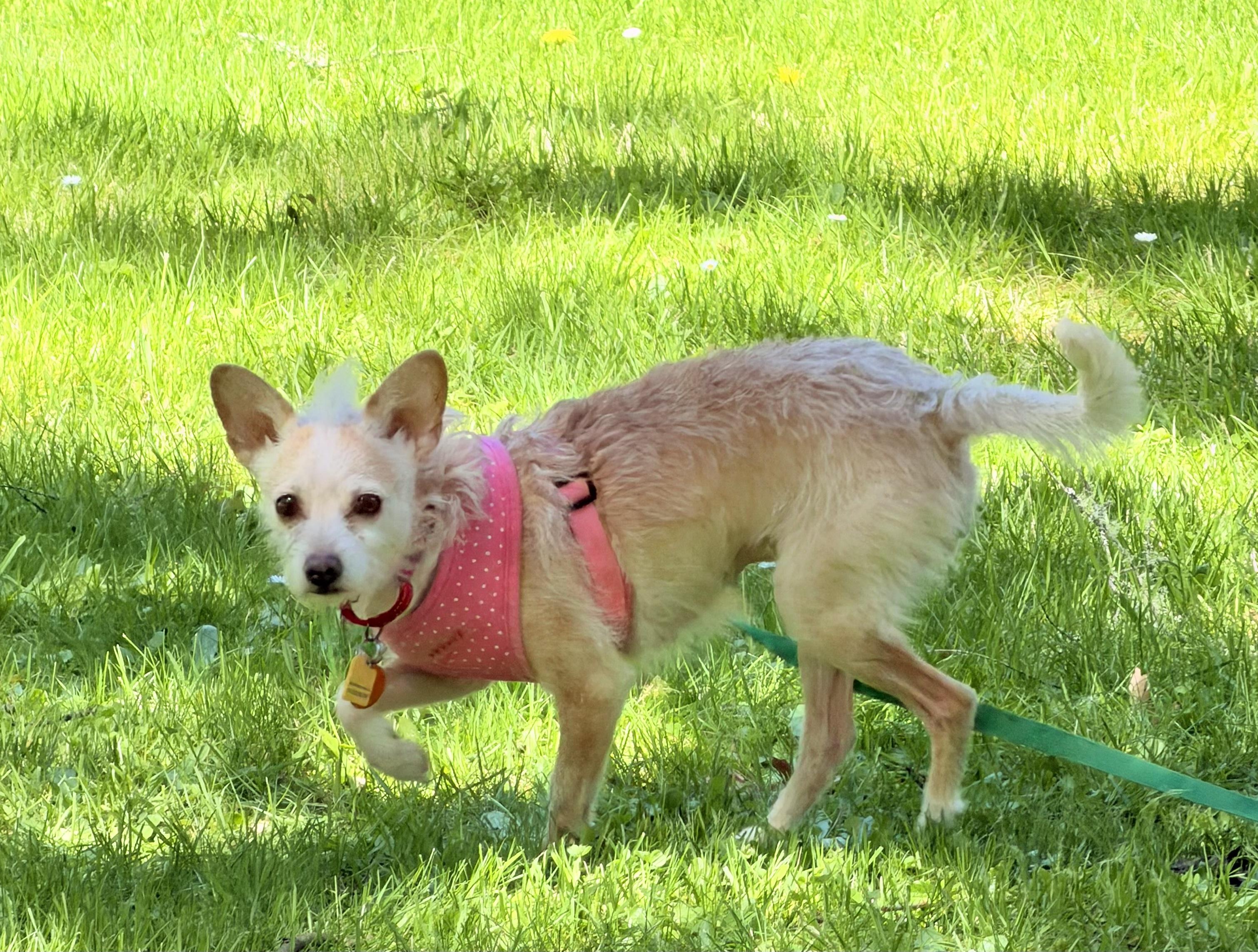 Enlarge Rosa, a ADOPTABLE mixed breed in Portland, OR image 1/6