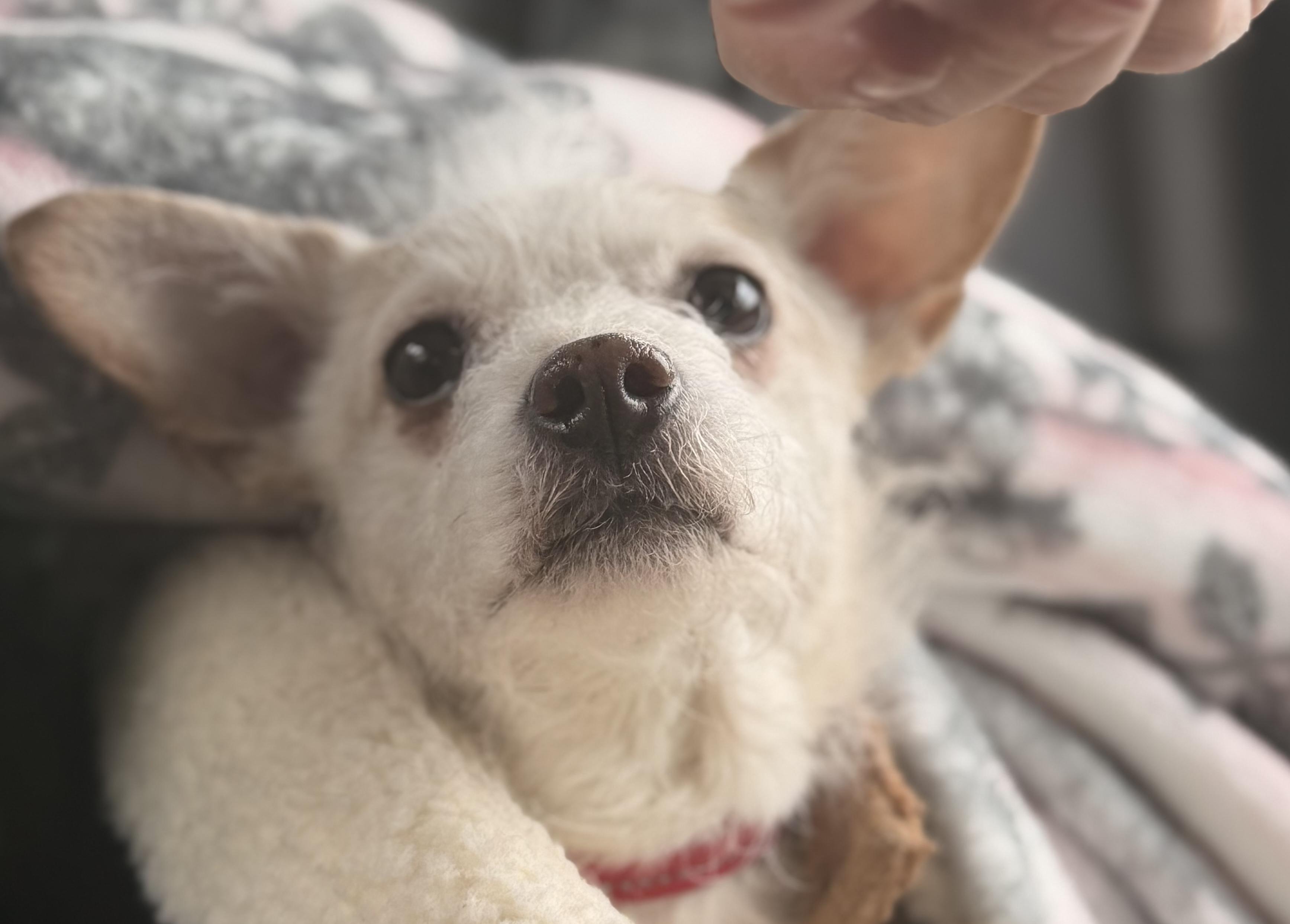 Enlarge Rosa, a ADOPTABLE mixed breed in Portland, OR image 2/6