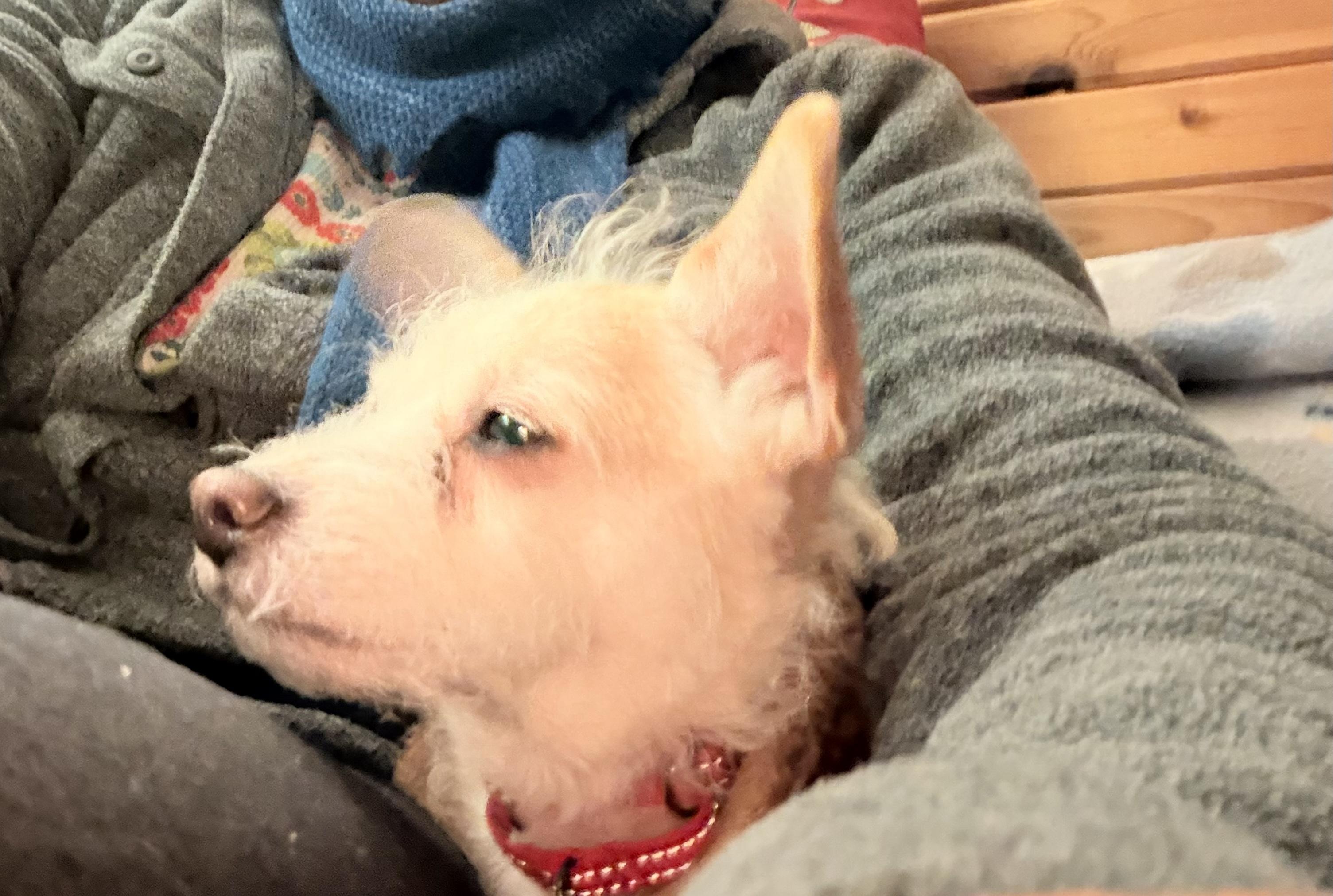 Enlarge Rosa, a ADOPTABLE mixed breed in Portland, OR image 4/6