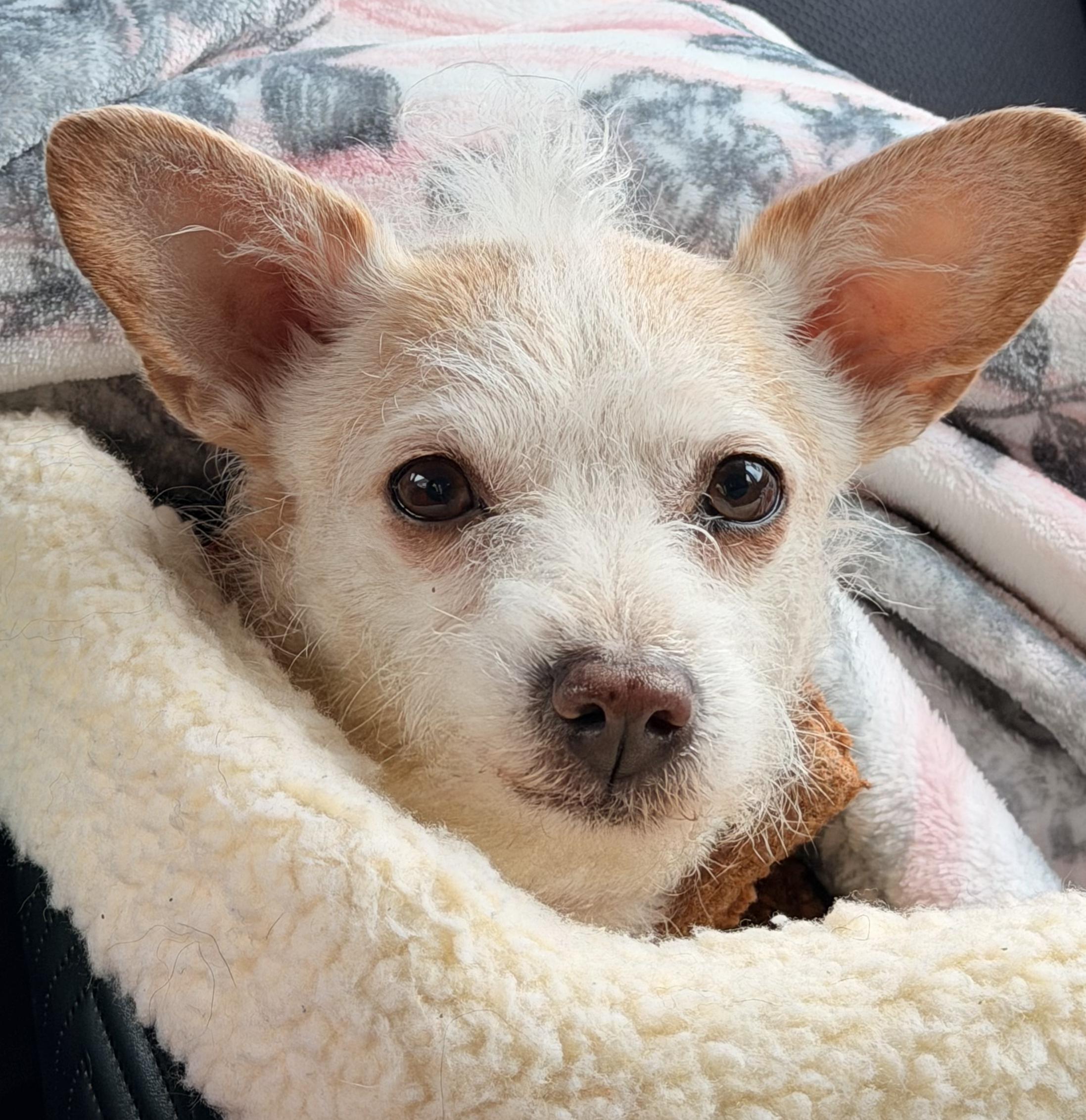 Enlarge Rosa, a ADOPTABLE mixed breed in Portland, OR image 3/6