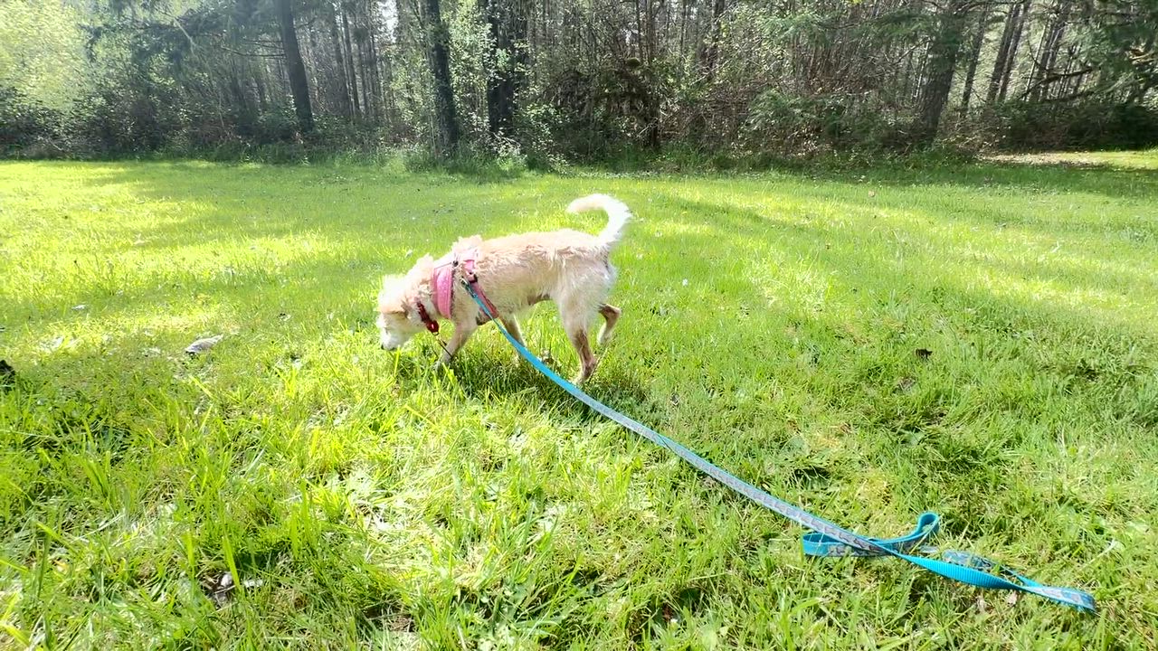 Enlarge Rosa, a ADOPTABLE mixed breed in Portland, OR video 6/6