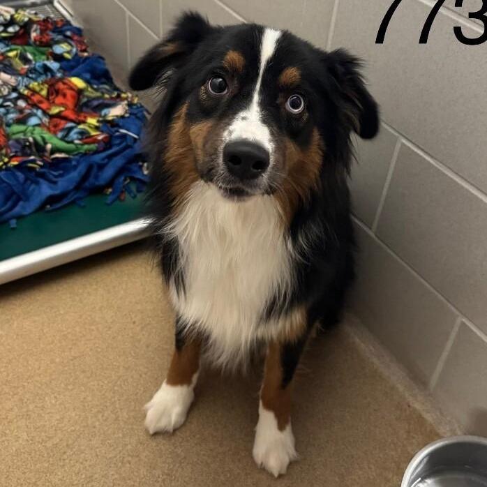 Enlarge Bowie, a Adoptable Australian Shepherd in Ada, MN image 1/1