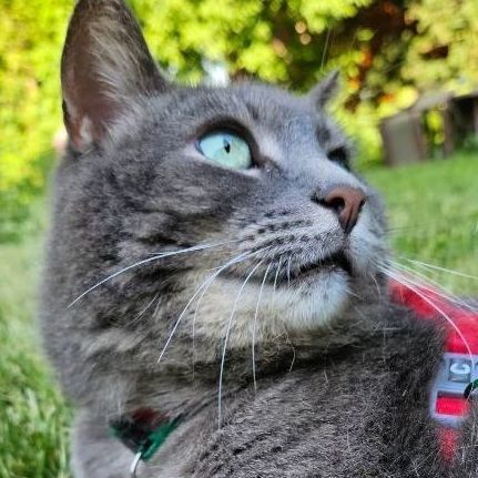 Nermal (needs a sponsor), Adult Male Domestic Short Hair