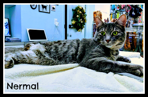 Nermal (needs a sponsor) photo 5