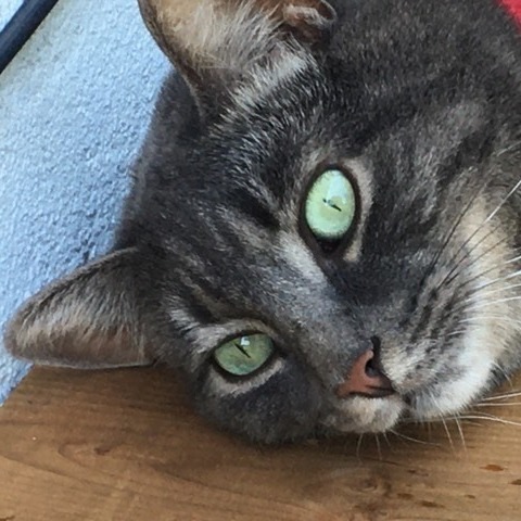 Nermal (needs a sponsor) photo 4