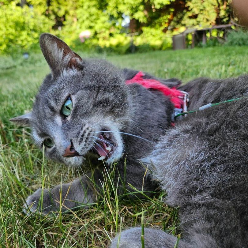 Nermal (needs a sponsor) photo 3
