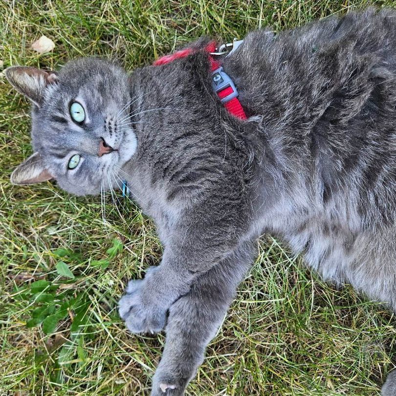 Nermal (needs a sponsor) photo 2