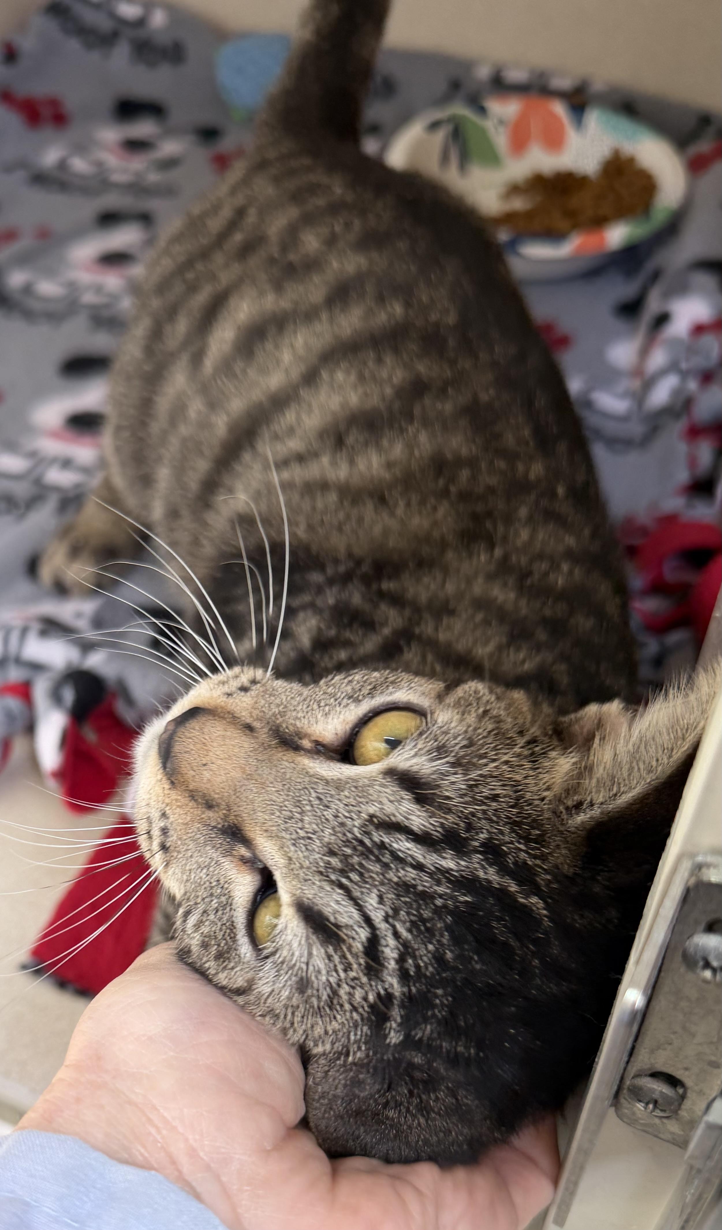 Mario, an adoptable mixed breed in Salem, NH image 1/2