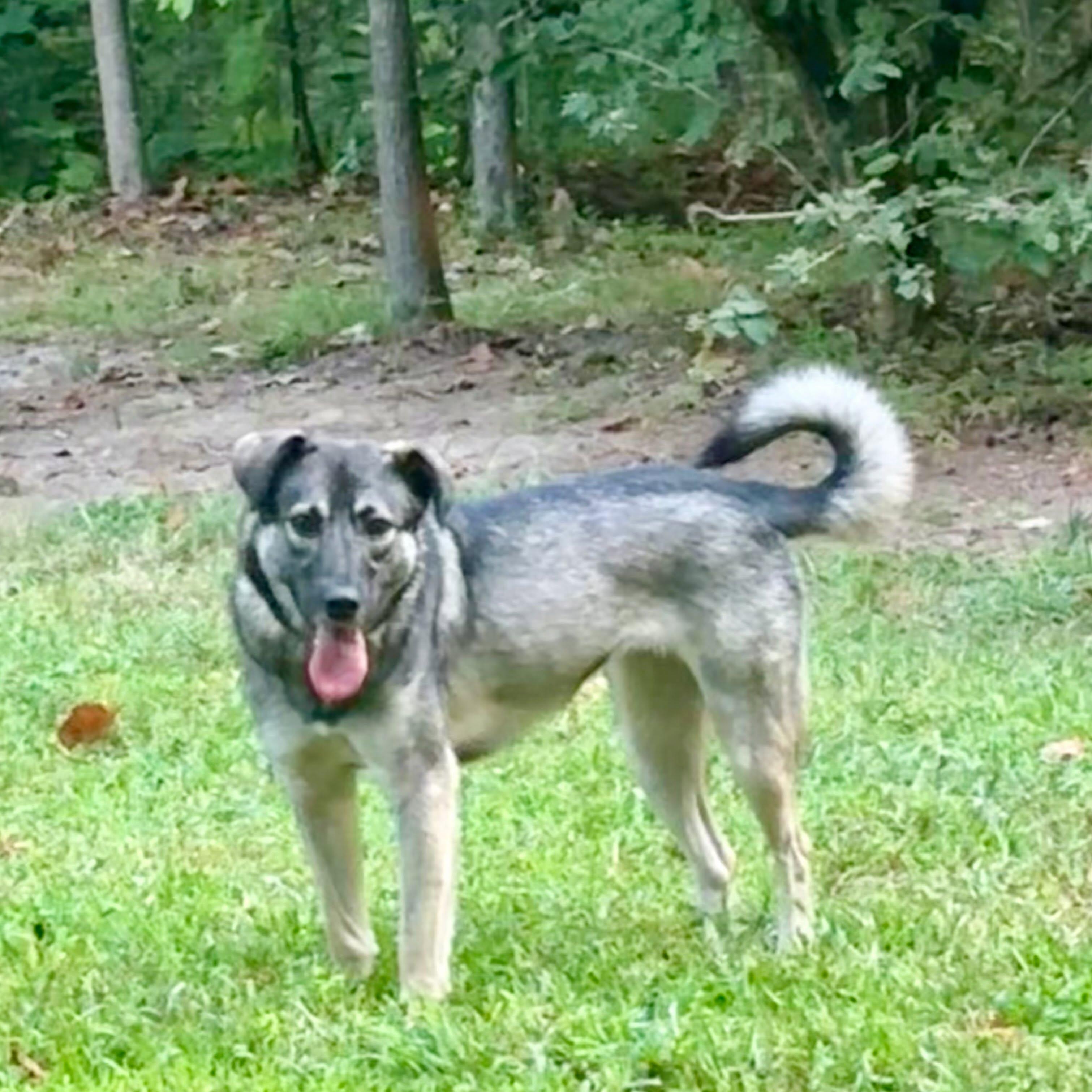 Enlarge Gracie, a Adoptable mixed breed in Raleigh, NC image 2/5