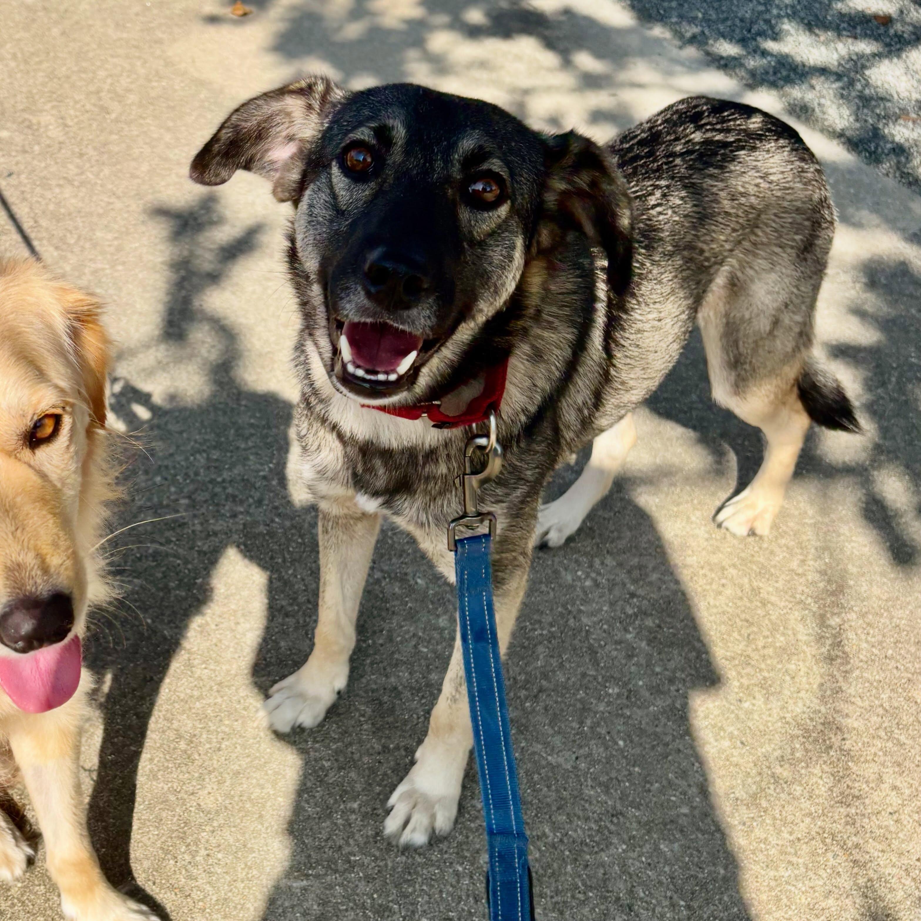 Enlarge Gracie, a Adoptable mixed breed in Raleigh, NC image 4/5