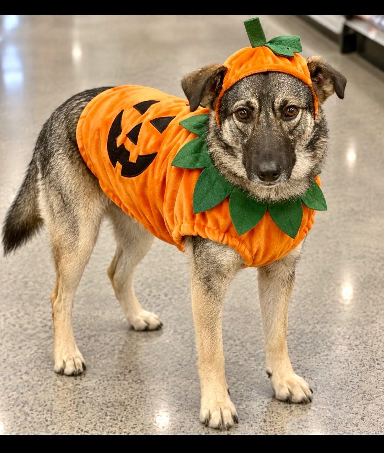 Gracie, Adoptable, Adult Female Shepherd.