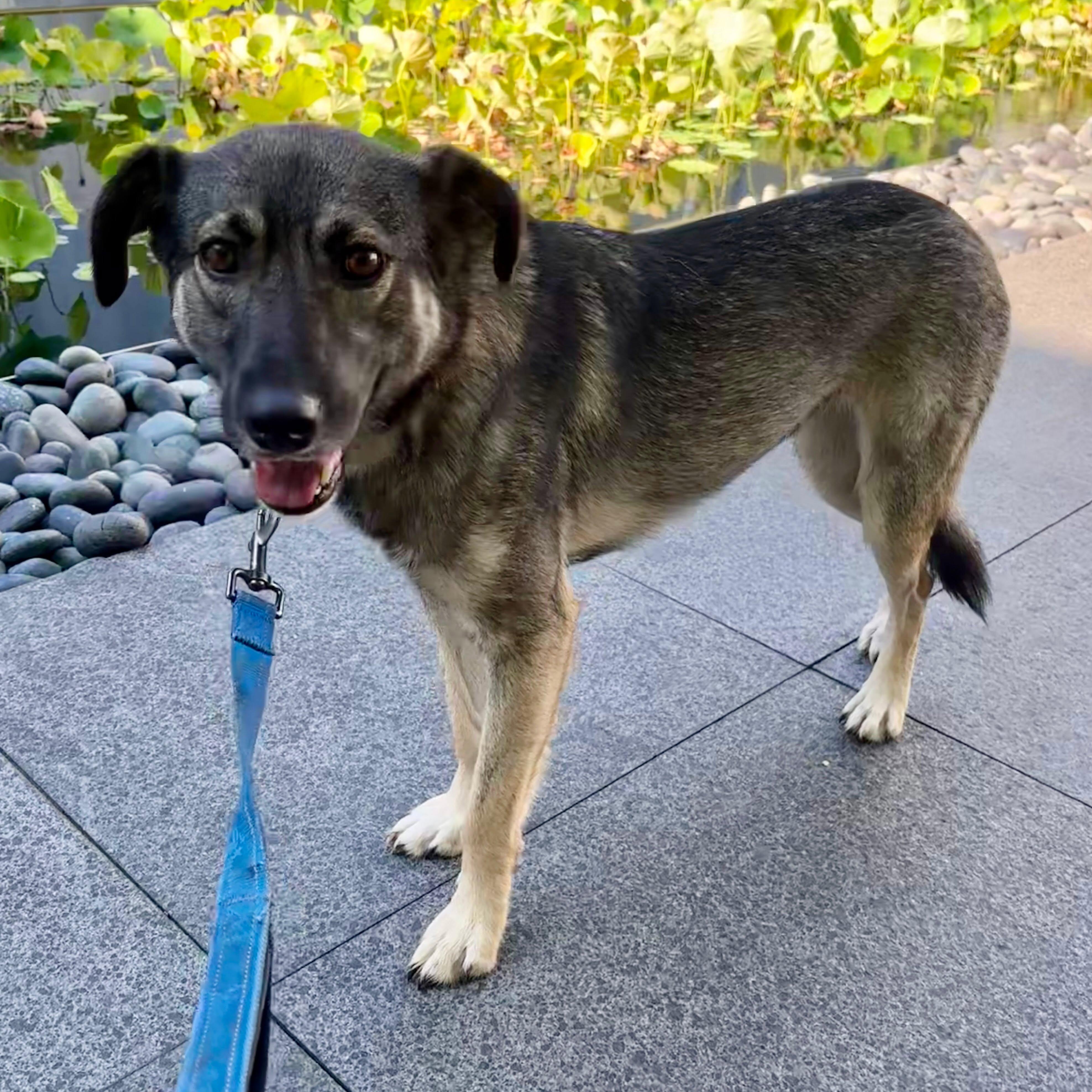 Enlarge Gracie, a Adoptable mixed breed in Raleigh, NC image 5/5