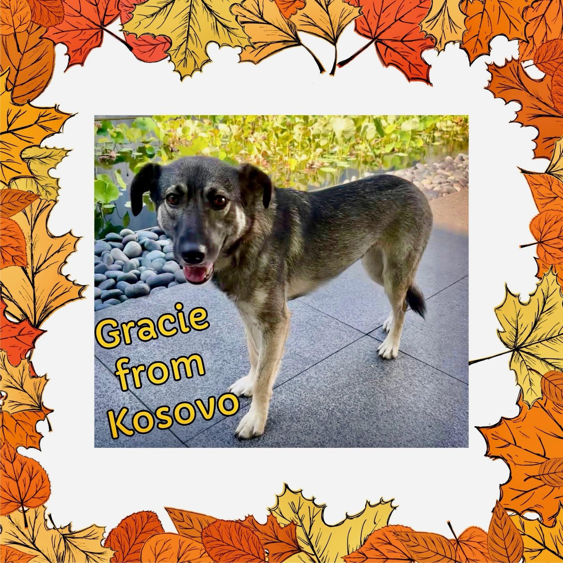 Enlarge Gracie, a Adoptable mixed breed in Raleigh, NC image 3/5