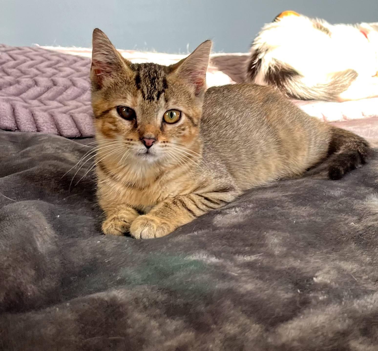 Enlarge Nugget, a Adoptable Domestic Short Hair in Brooksville, KY image 1/2