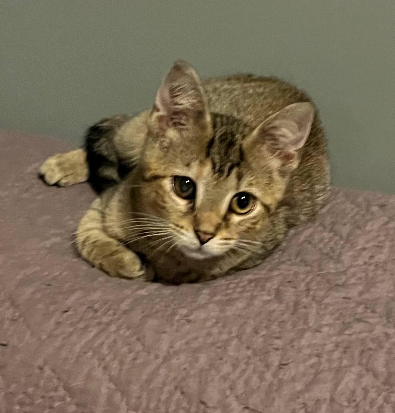 Enlarge Nugget, a Adoptable Domestic Short Hair in Brooksville, KY image 2/2