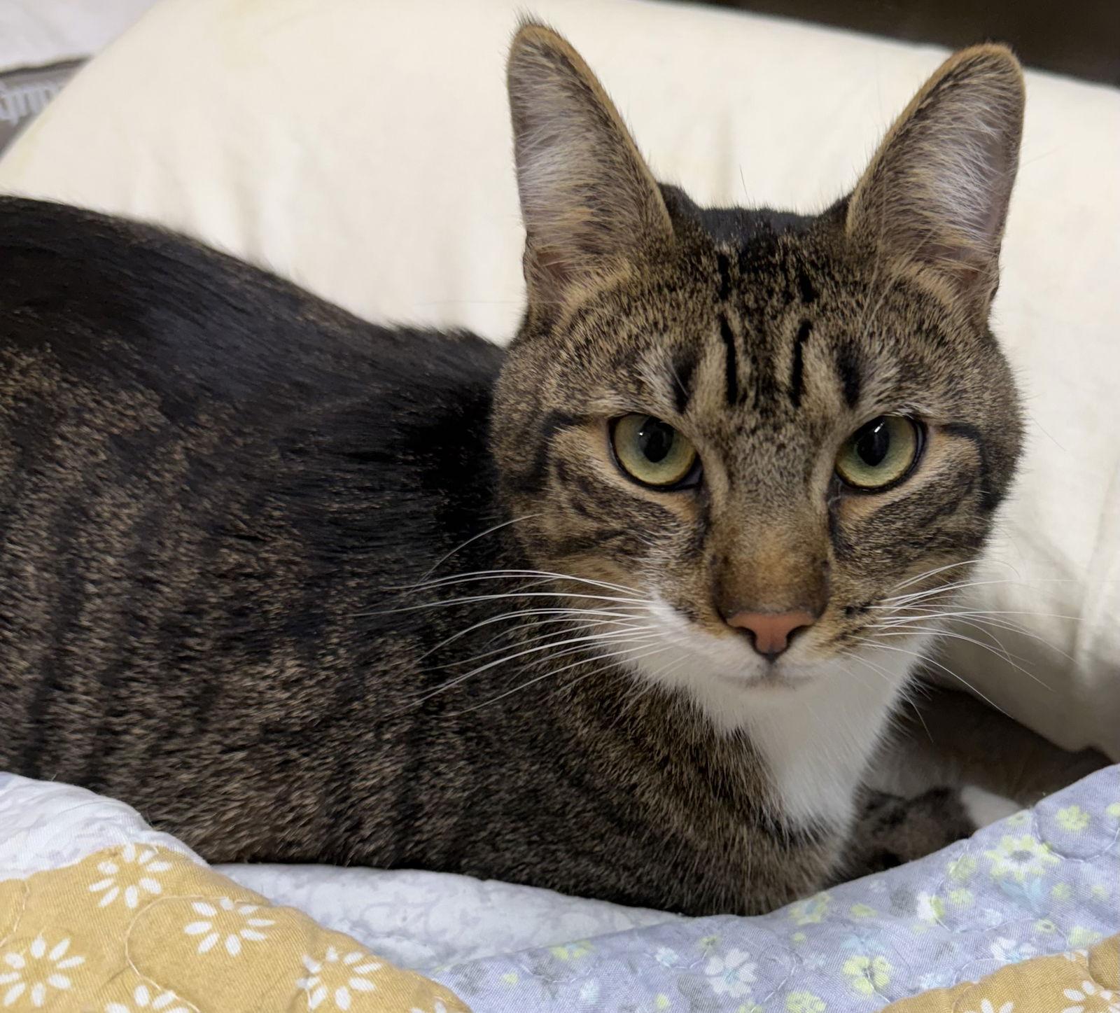 Sonic, Adoptable, Adult Male Domestic Short Hair.