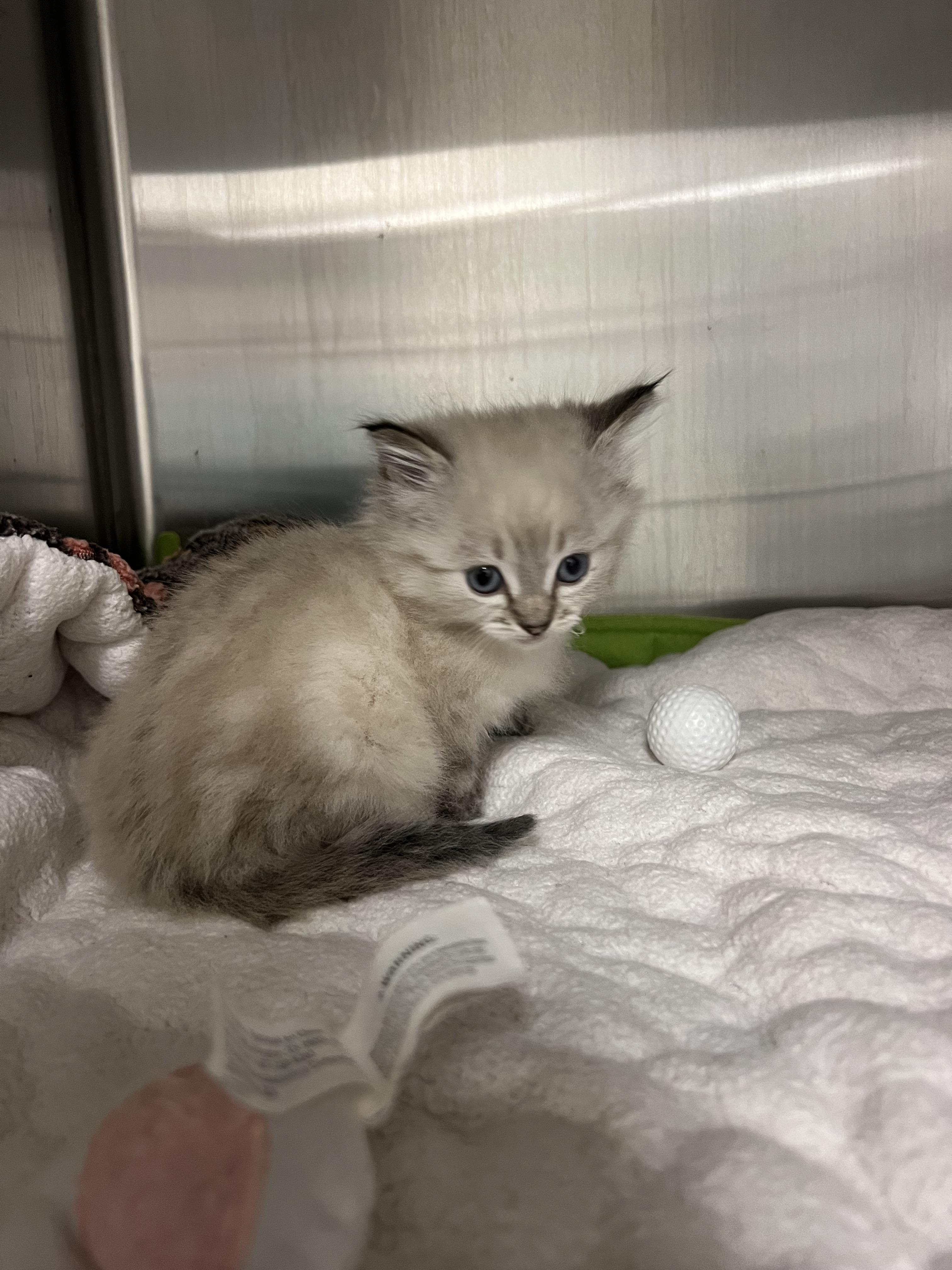 Amelia, Adopted, Young Female Siamese.