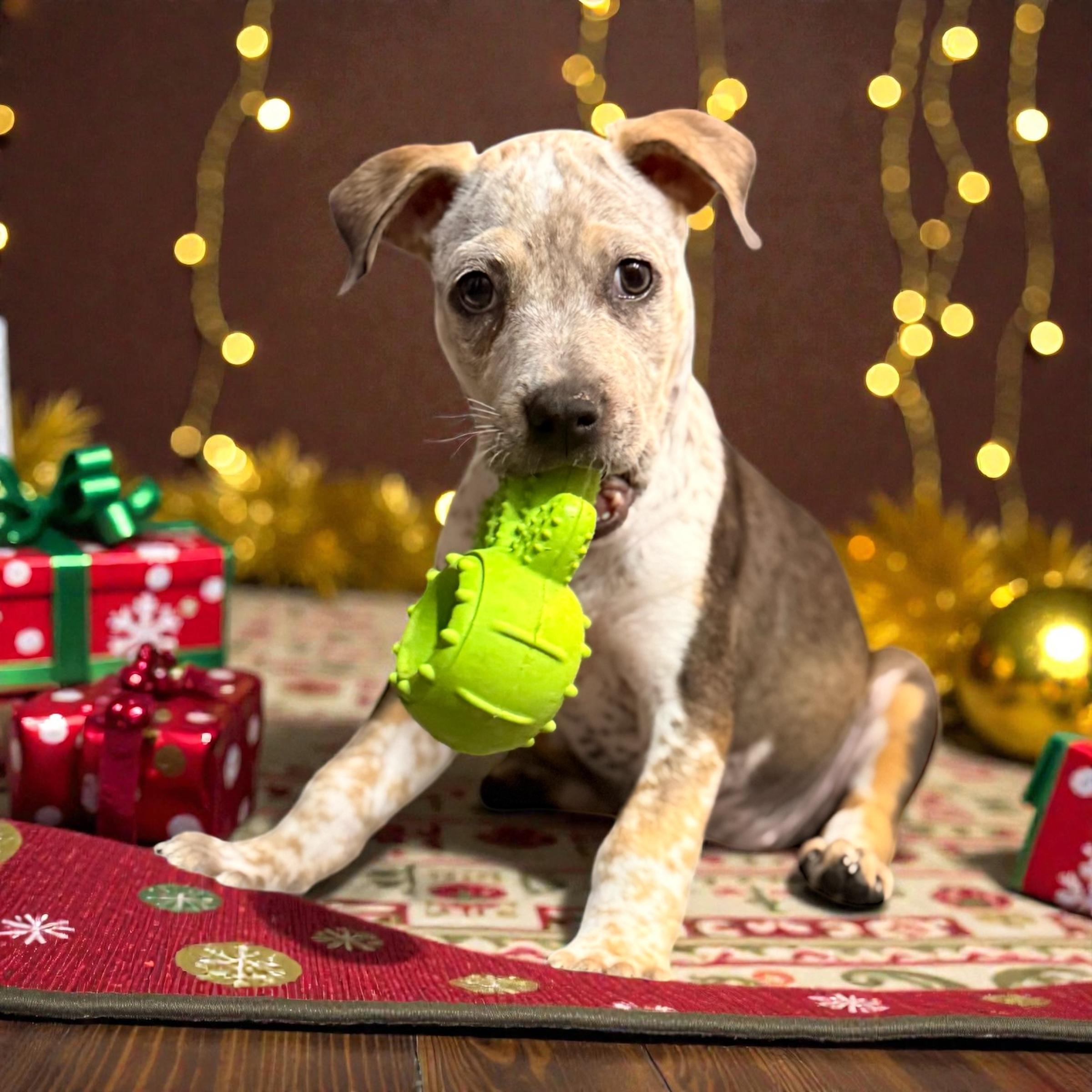Belle, a Adoptable Cattle Dog in Van Nuys, CA image 2/4