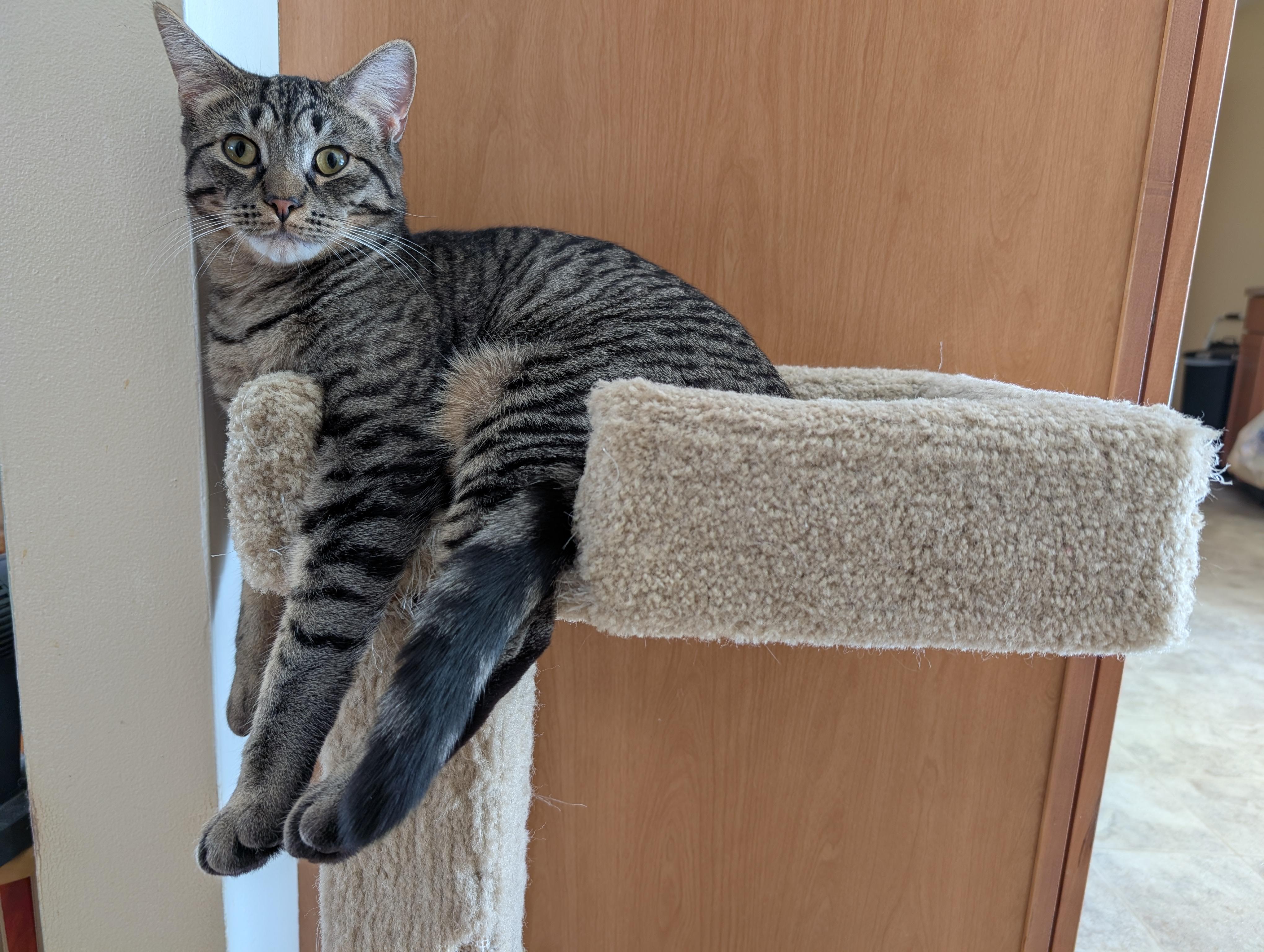 Enlarge Simba and Nala, a ADOPTABLE mixed breed in Latham, NY image 6/6