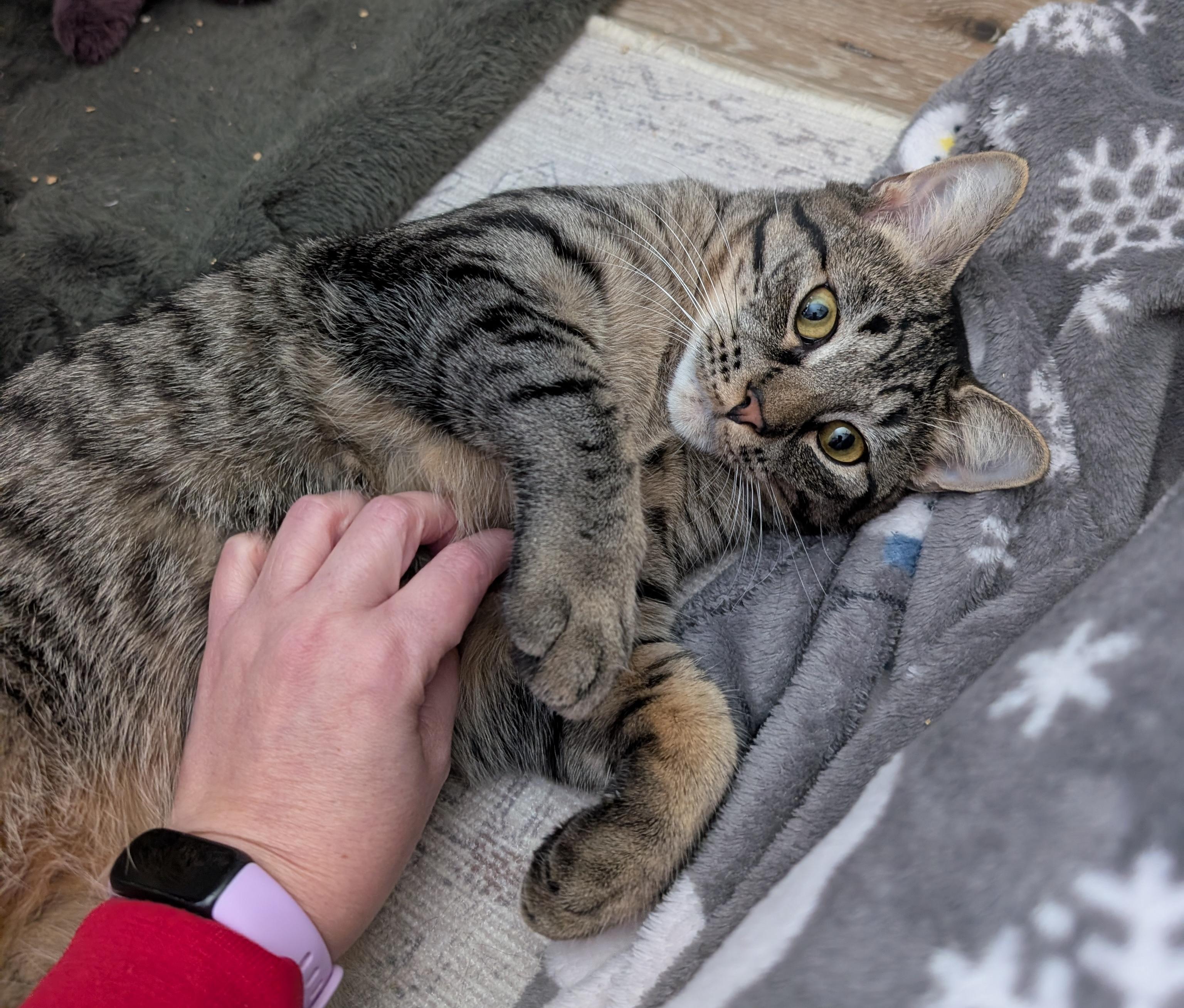 Enlarge Simba and Nala, a ADOPTABLE mixed breed in Latham, NY image 4/6