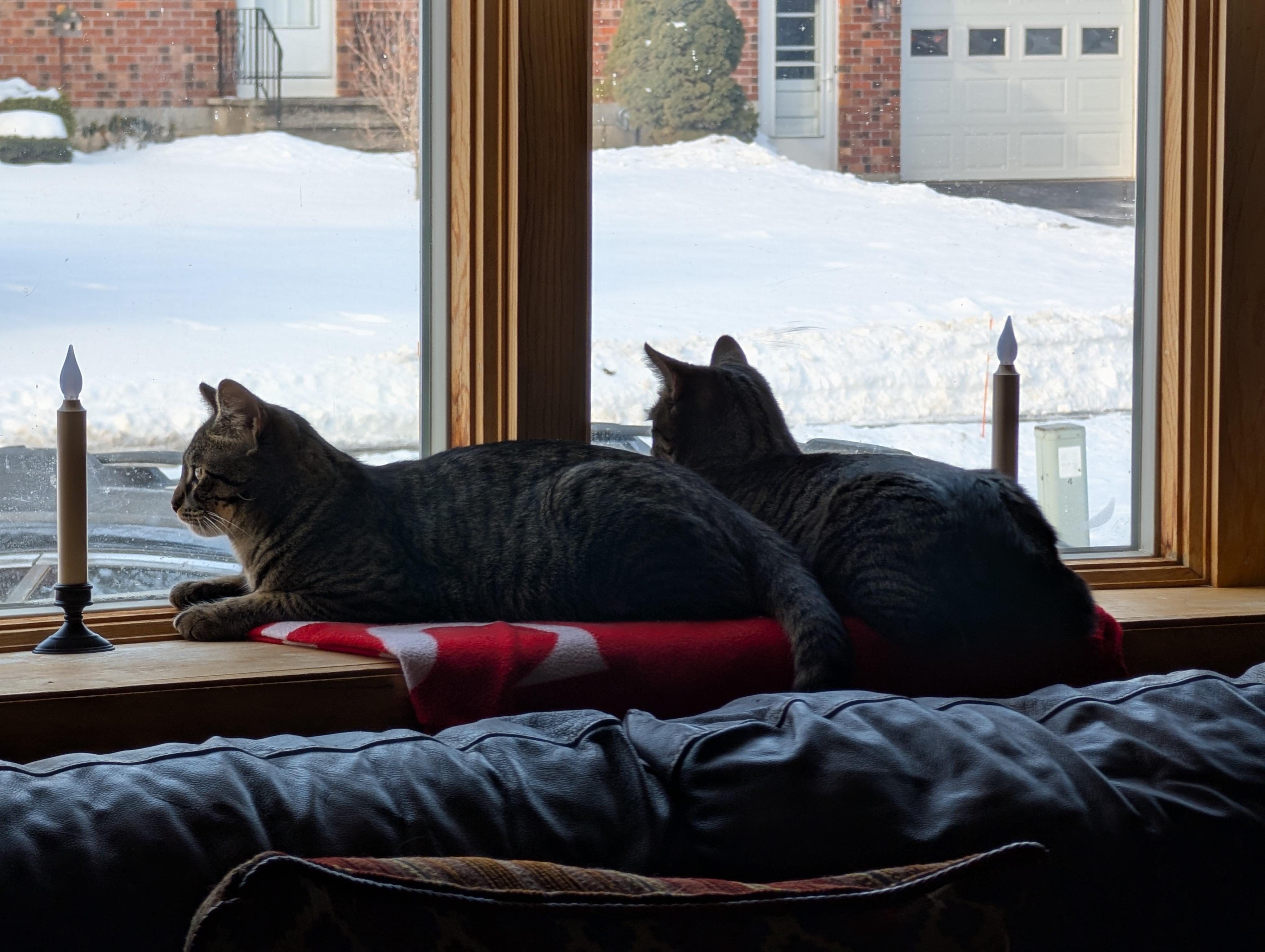 Enlarge Simba and Nala, a ADOPTABLE mixed breed in Latham, NY image 2/6