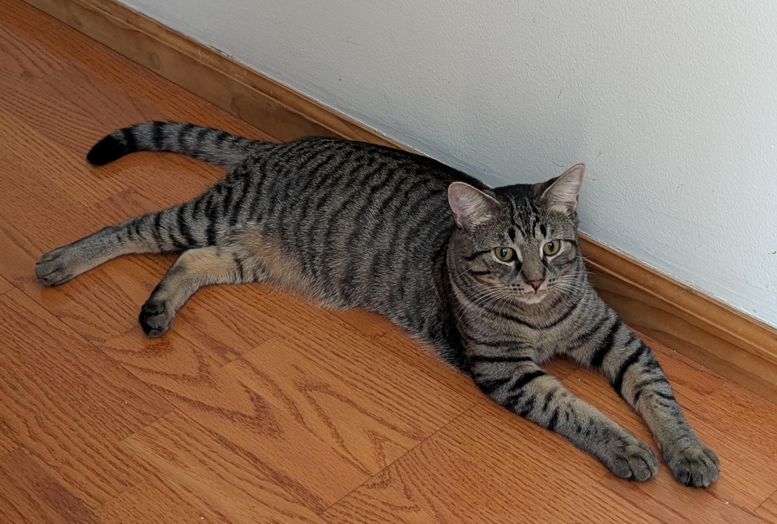 Enlarge Simba and Nala, a ADOPTABLE mixed breed in Latham, NY image 3/6