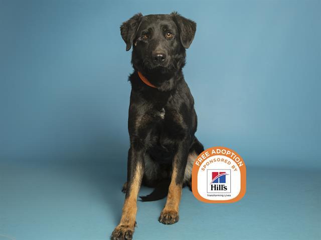 BELLA, Adoptable, Young Female Beauceron & Mixed Breed.